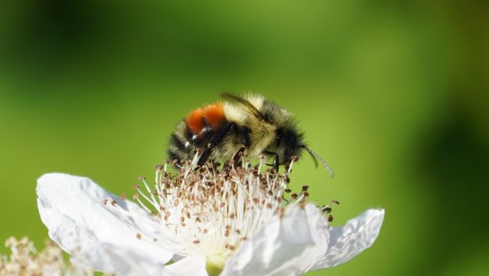 Bumblebee on flower