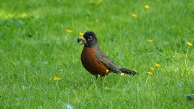 Robin with worms