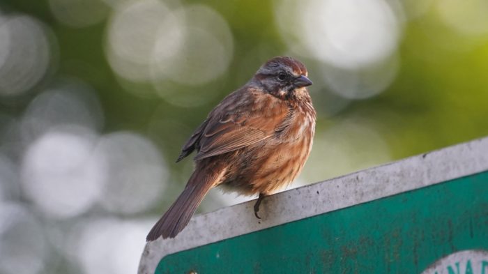 Song sparrow