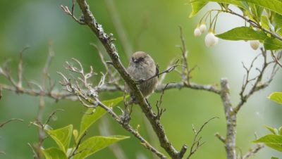 Bushtit