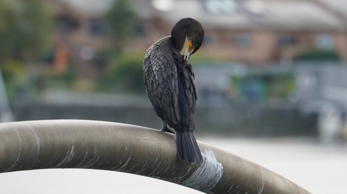 Cormorant preening