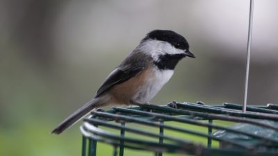 Chickadee at feeder