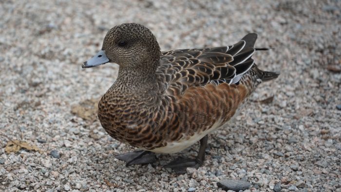 American wigeon