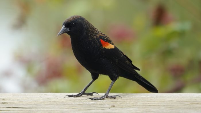 Red-winged blackbird