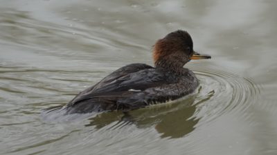 Hooded merganser