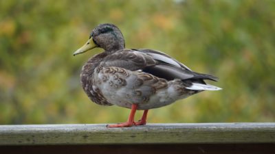 Male mallard