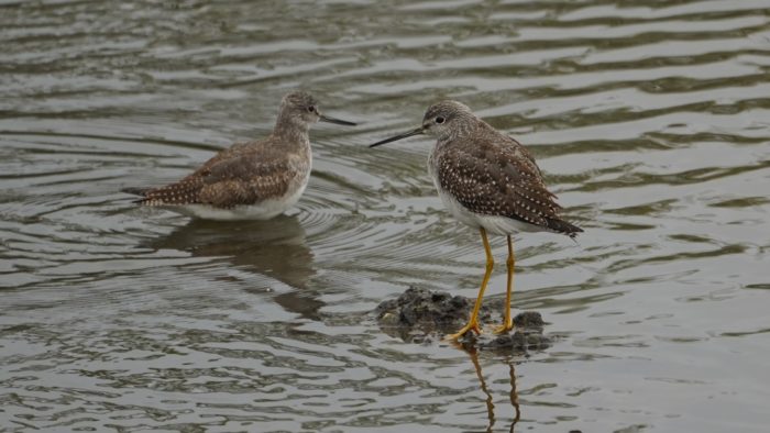 Two greater yellowlegs