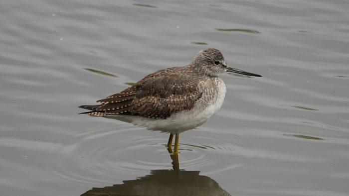 Greater Yellowlegs