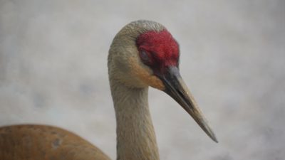 Sandhill crane blinking