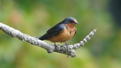 Barn swallow