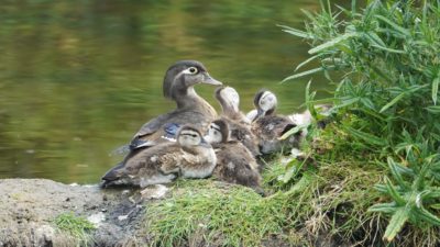 Wood duck mom and babies