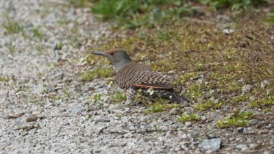 Northern flicker