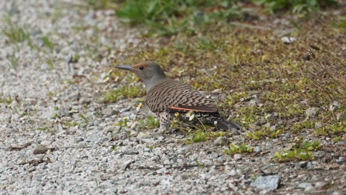 Northern flicker