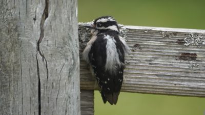 juvenile woodpecker