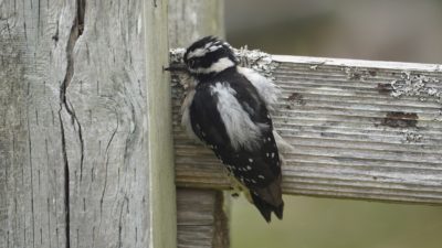 juvenile woodpecker