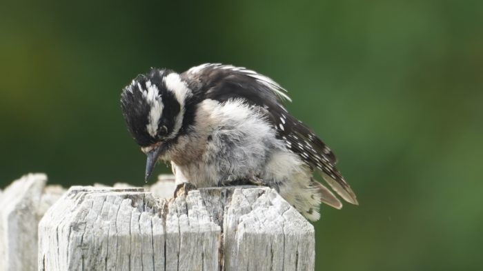 Juvenile woodpecker