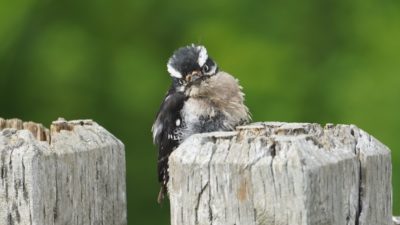 Juvenile woodpecker