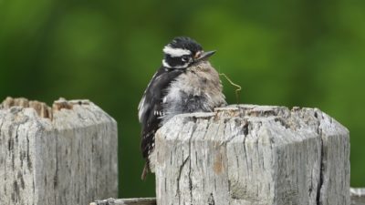 Juvenile woodpecker