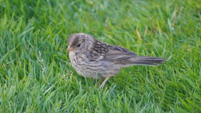 White-crowned sparrow fledgling