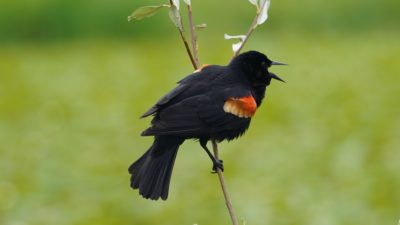 Red-winged blackbird