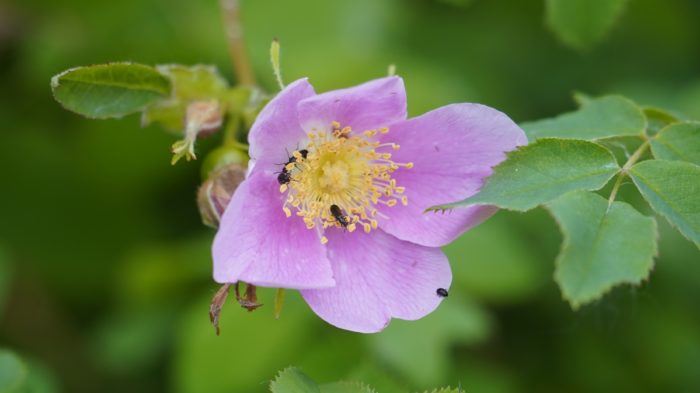 Flower with bugs