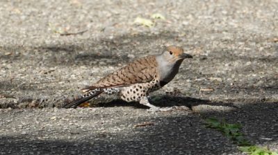 Northern flicker