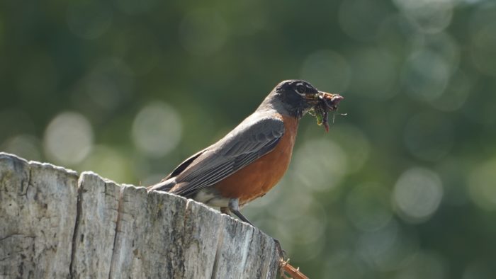 Robin with beak full of worms