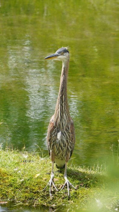 Juvenile heron