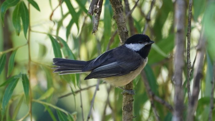 Black-capped chickadee