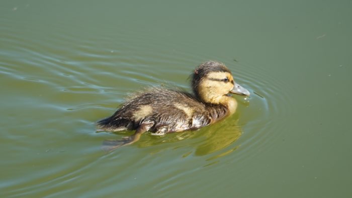 Mallard duckling