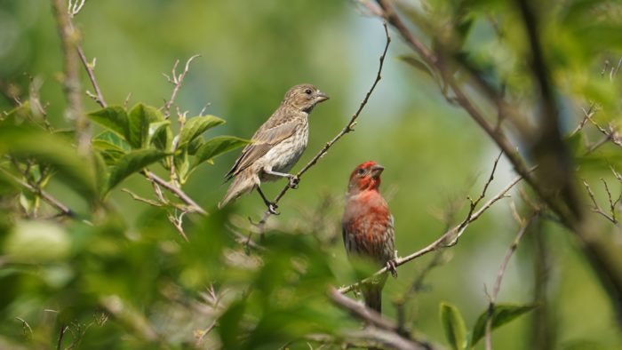 House finch couple