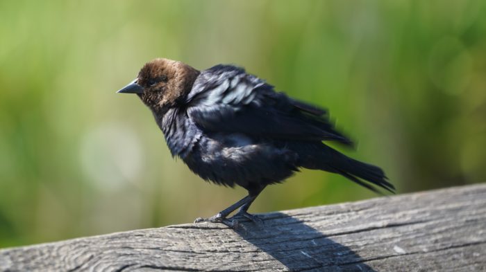 Brown-headed cowbird