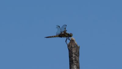 Dragonfly