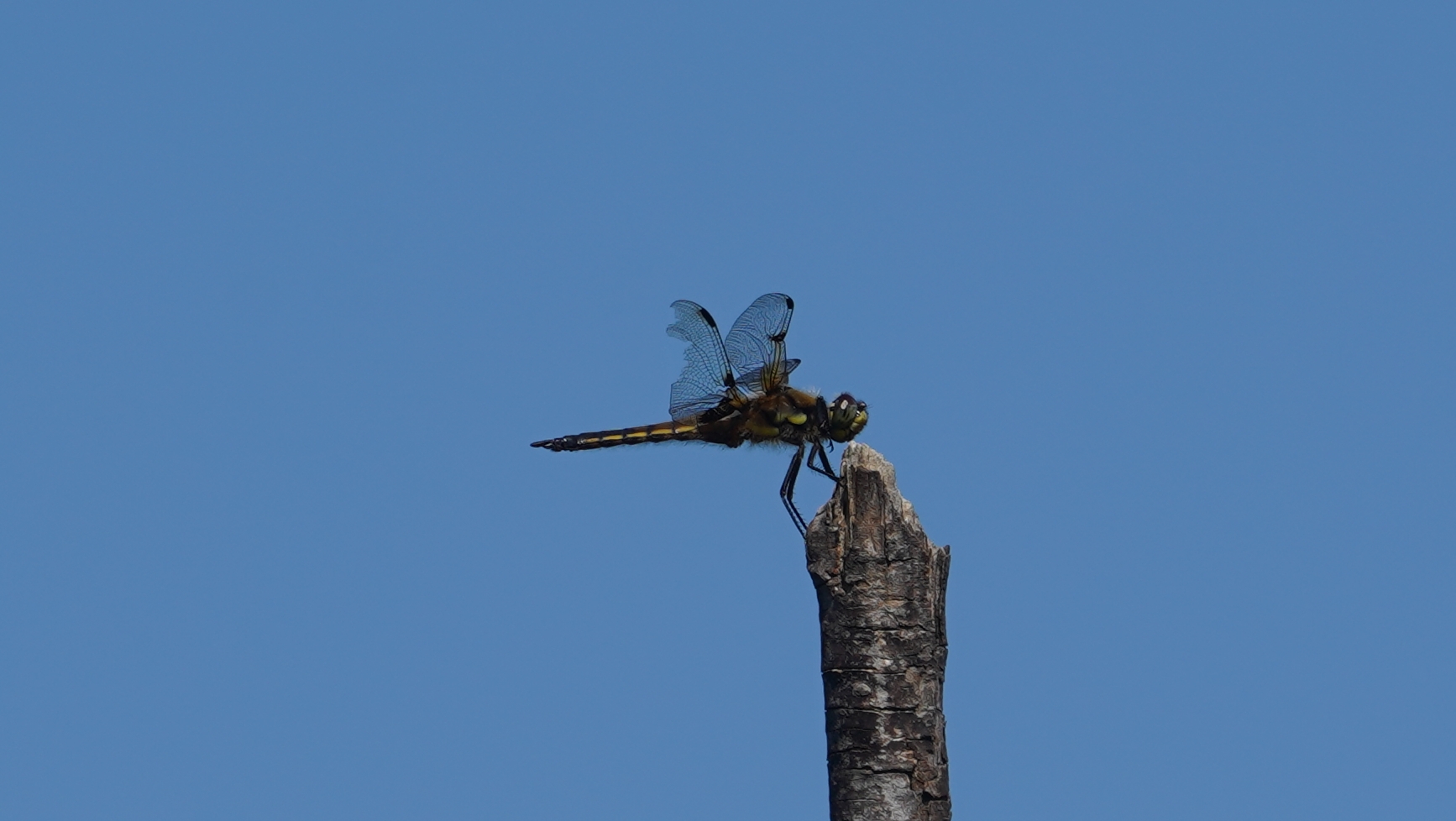 Dragonfly