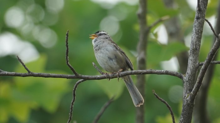 Singing white-crowned sparrow