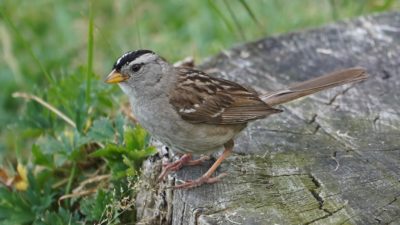 White-crowned sparrow