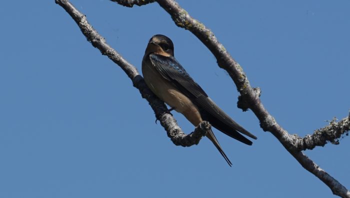 Barn swallow