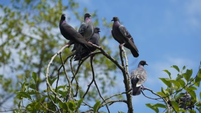 Five pigeons