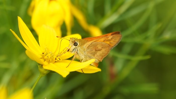 Moth on a flower