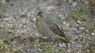 Brown-headed cowbird