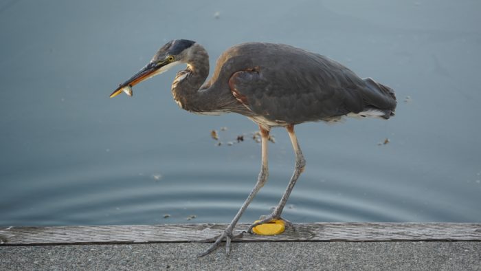 Great blue heron