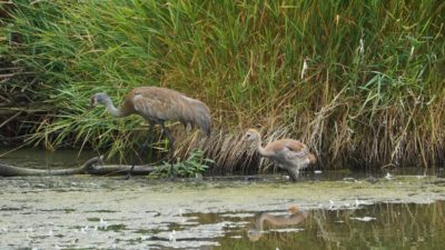 Sandhill cranes