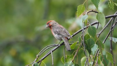 House finch