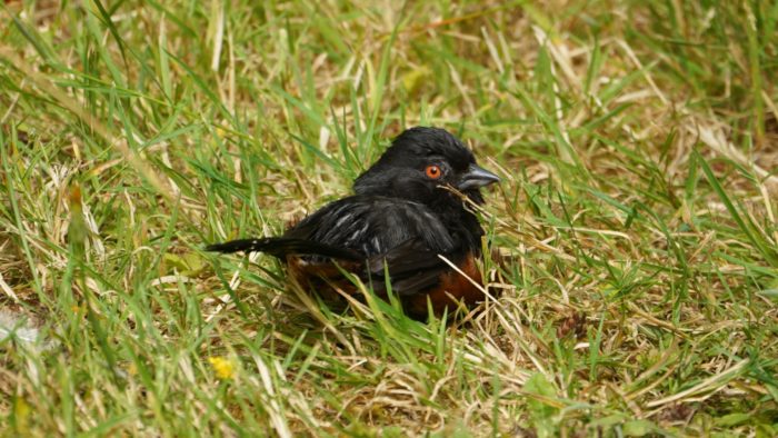 Spotted towhee