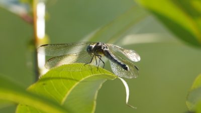 Blue dasher dragonfly