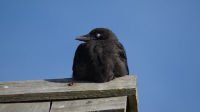 Napping crow