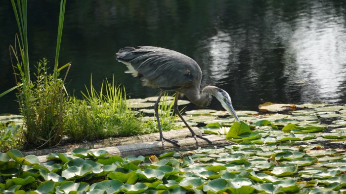 Great blue heron