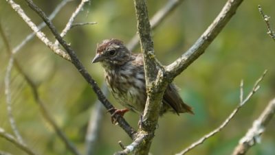 Song sparrow