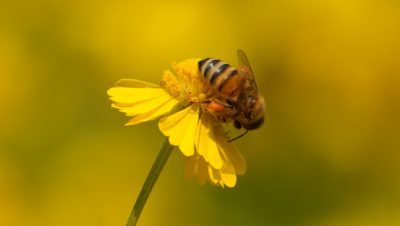 Bee on flower