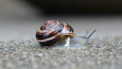 Snail